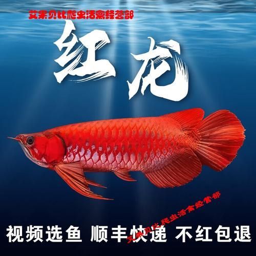 哪里可以買到正宗的20cm紅龍魚，如何找到正宗20cm紅龍魚