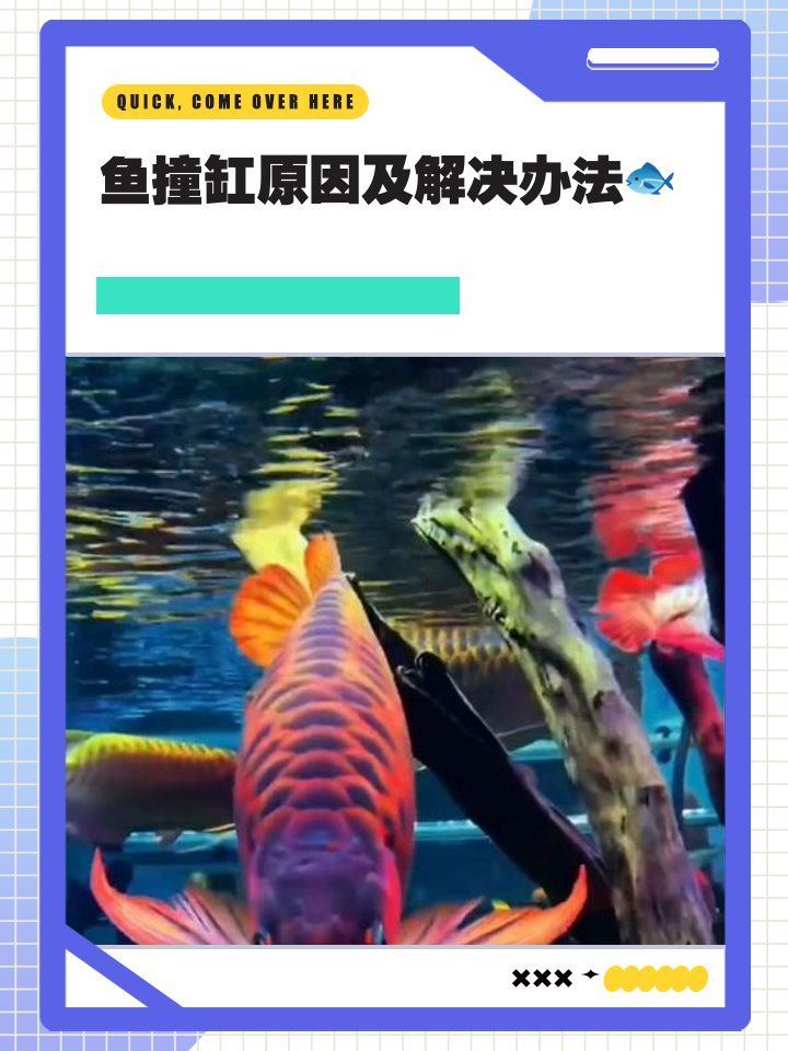 龍魚撞缸后應該如何治療，銀龍魚撞缸原因及解決方法及解決方法及解決方法詳解 龍魚撞缸后應該如何治療，銀龍魚撞缸原因及解決方法及解決方法及解決方法詳解 龍魚百科 第2張