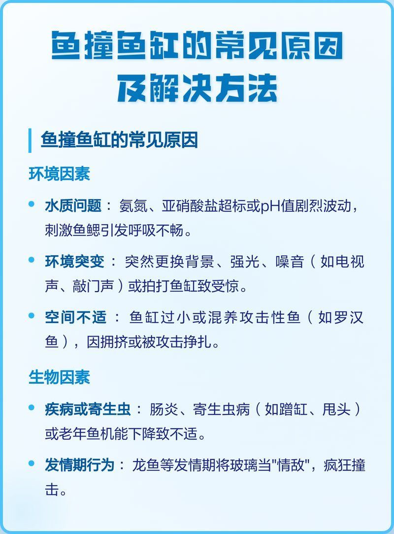 龍魚撞缸后應該如何治療，銀龍魚撞缸原因及解決方法及解決方法及解決方法詳解 龍魚撞缸后應該如何治療，銀龍魚撞缸原因及解決方法及解決方法及解決方法詳解 龍魚百科 第4張