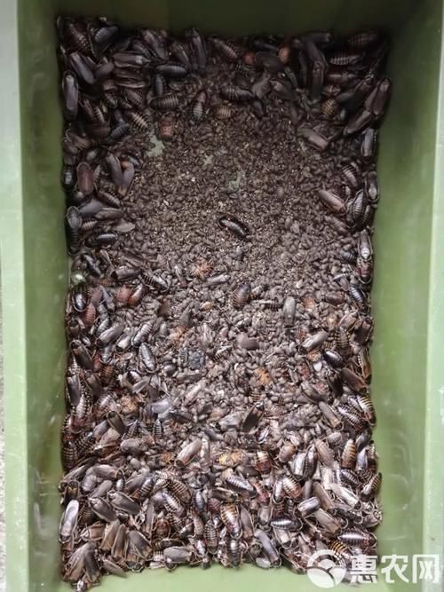 有沒有其他推薦的龍魚活餌品牌，龍魚活餌品牌推薦：海洋之戀龍魚活餌品牌推薦：海洋之戀