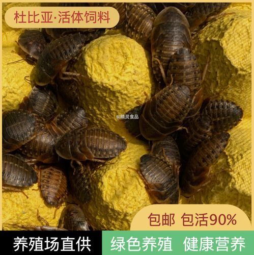 有沒有其他推薦的龍魚活餌品牌，龍魚活餌品牌推薦：海洋之戀龍魚活餌品牌推薦：海洋之戀
