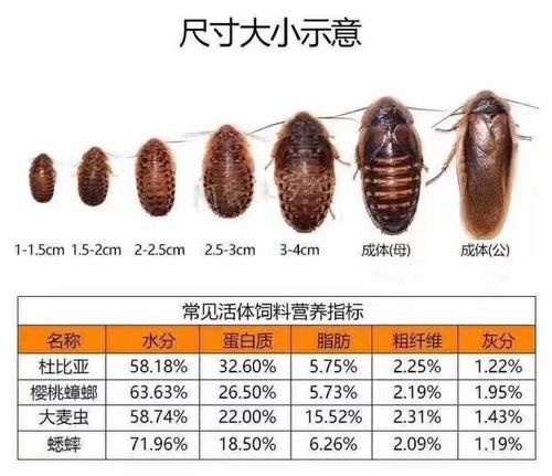 有沒有其他推薦的龍魚活餌品牌，龍魚活餌品牌推薦：海洋之戀龍魚活餌品牌推薦：海洋之戀