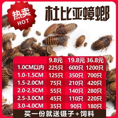 有沒有其他推薦的龍魚活餌品牌，龍魚活餌品牌推薦：海洋之戀龍魚活餌品牌推薦：海洋之戀