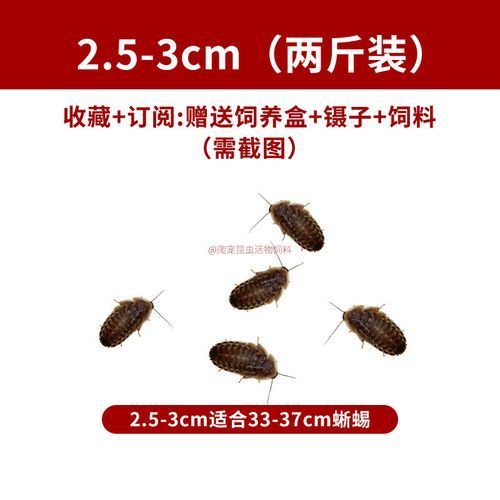 有沒有其他推薦的龍魚活餌品牌，龍魚活餌品牌推薦：海洋之戀龍魚活餌品牌推薦：海洋之戀