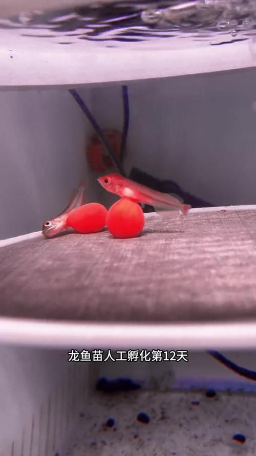 給我更多關于小龍魚幼苗的圖片，小龍魚幼苗多久長大