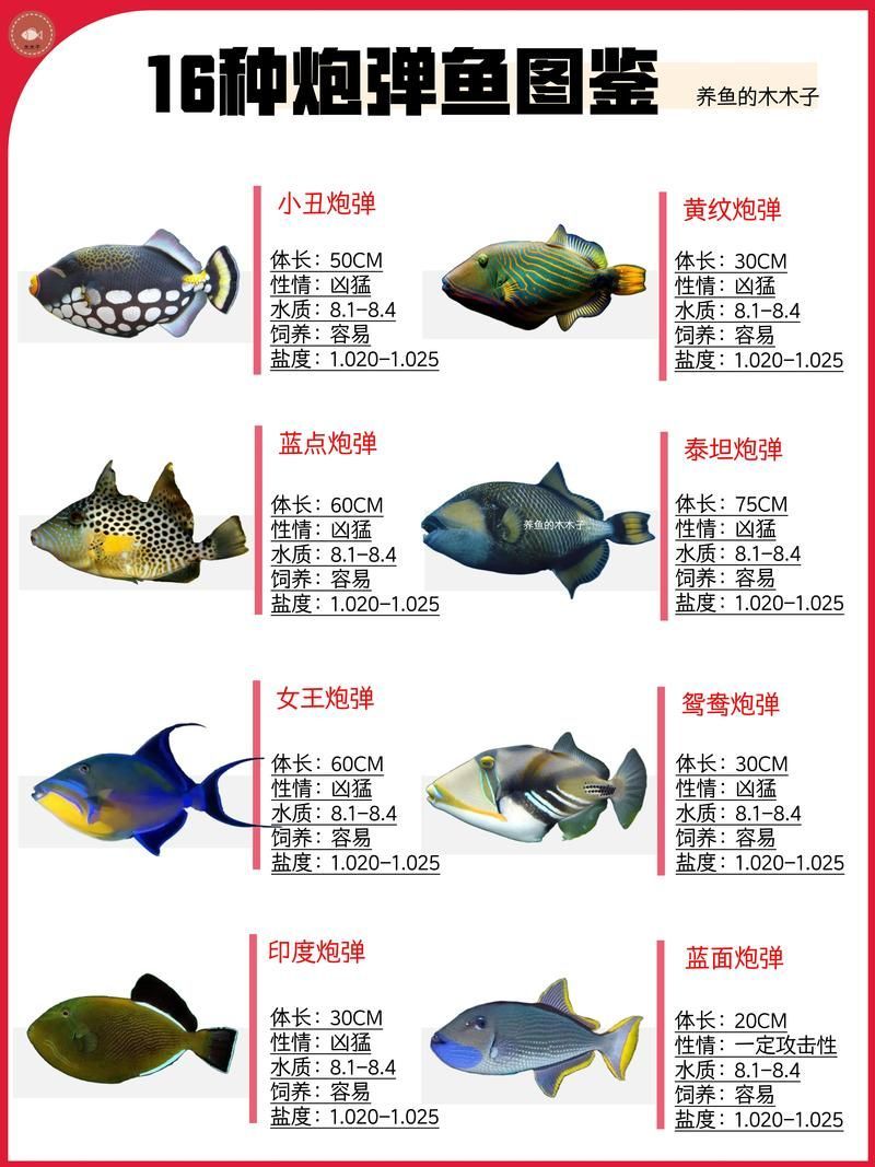 觀賞魚種類圖片大全及名稱，常見的觀賞魚種類