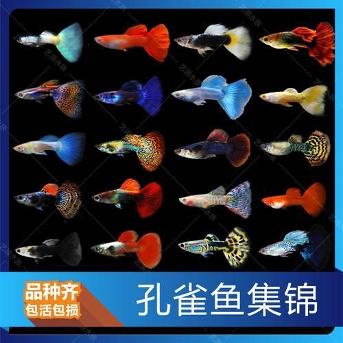 觀賞魚種類圖片大全及名稱，常見的觀賞魚種類