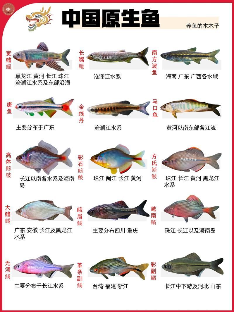 觀賞魚種類圖片大全及名稱，常見的觀賞魚種類