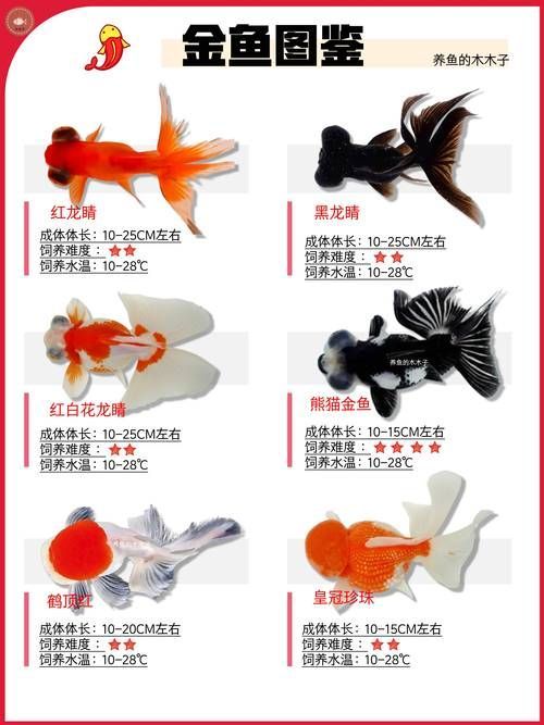 觀賞魚種類圖片大全及名稱，常見的觀賞魚種類