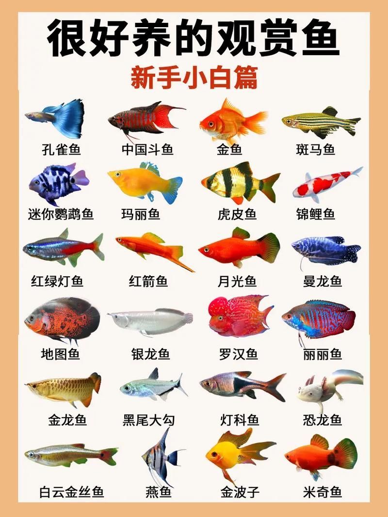 觀賞魚種類圖片大全及名稱，常見的觀賞魚種類
