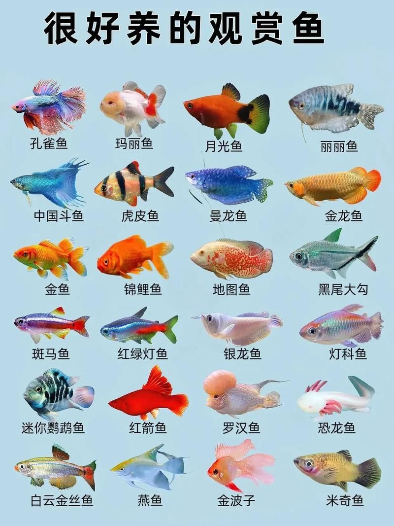 觀賞魚種類圖片大全及名稱，常見的觀賞魚種類