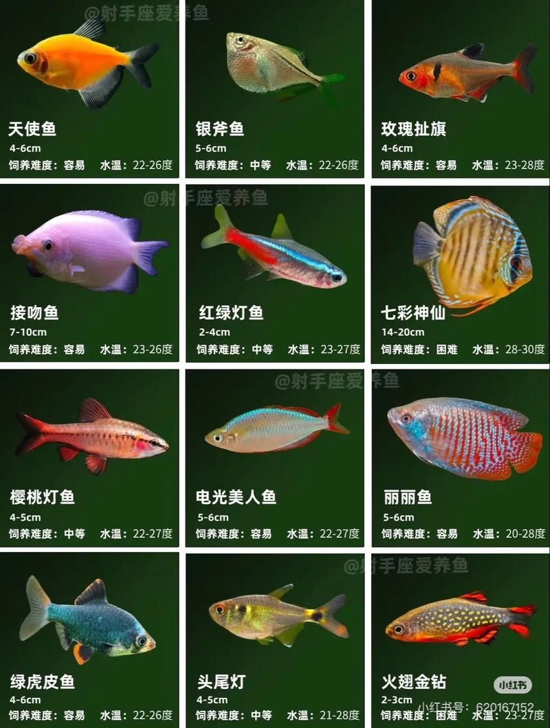 觀賞魚種類圖片大全及名稱，常見的觀賞魚種類