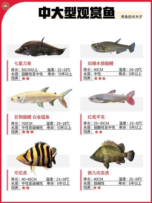 觀賞魚種類圖片大全及名稱，常見的觀賞魚種類