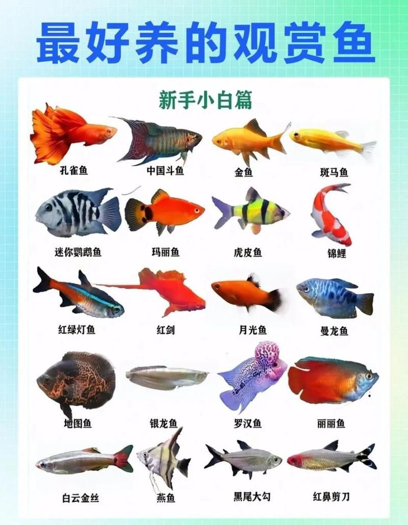 觀賞魚種類圖片大全及名稱，常見的觀賞魚種類