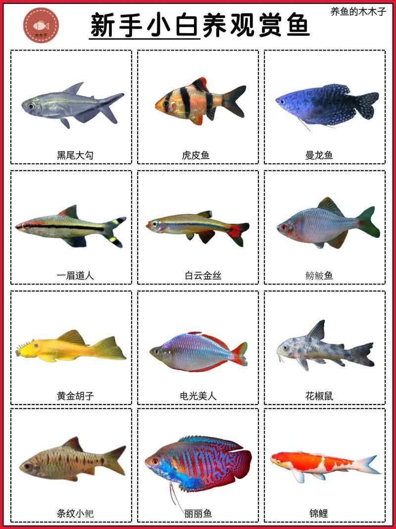 觀賞魚種類圖片大全及名稱，常見的觀賞魚種類