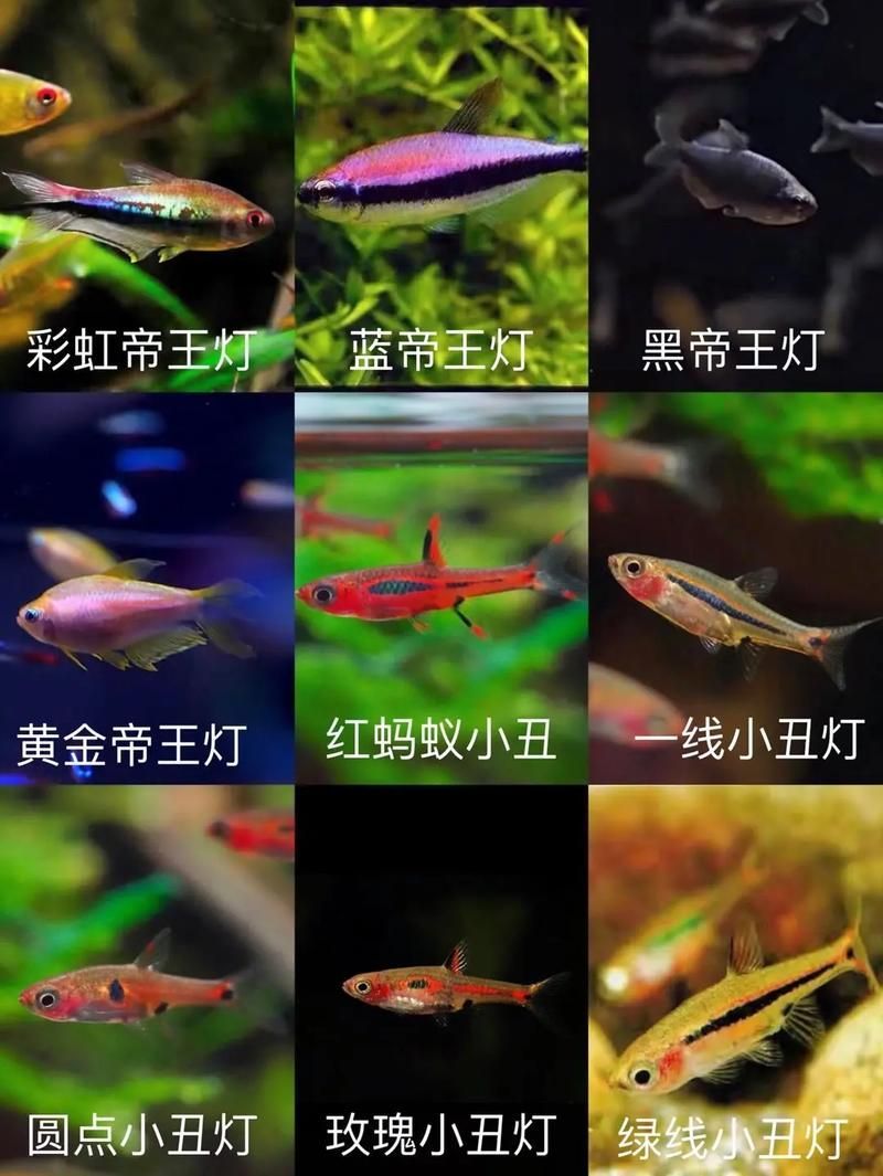 觀賞魚種類圖片大全及名稱，常見的觀賞魚種類