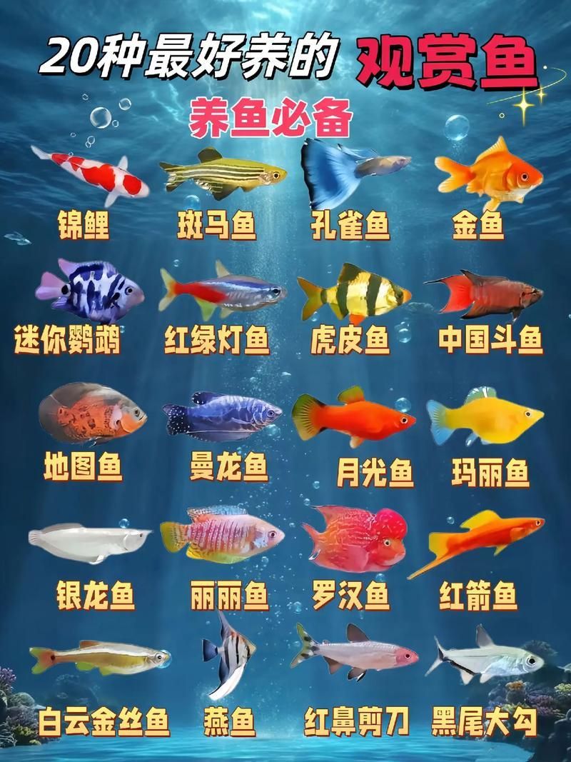 觀賞魚種類圖片大全及名稱，常見的觀賞魚種類