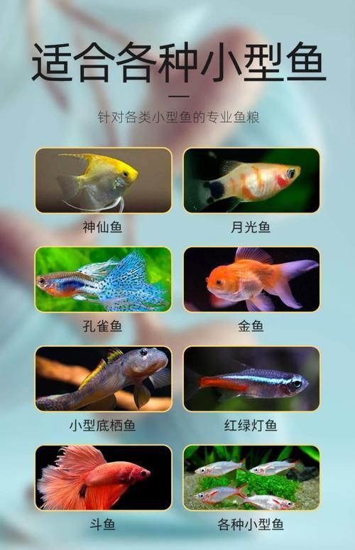 觀賞魚種類圖片大全及名稱，常見的觀賞魚種類
