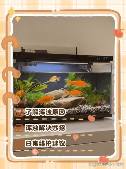 觀賞魚缸水渾濁原因和解決方案，觀賞魚缸水渾濁怎么辦