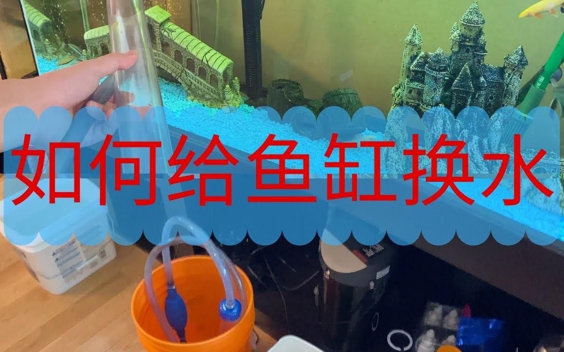 觀賞魚缸水渾濁原因和解決方案，觀賞魚缸水渾濁怎么辦