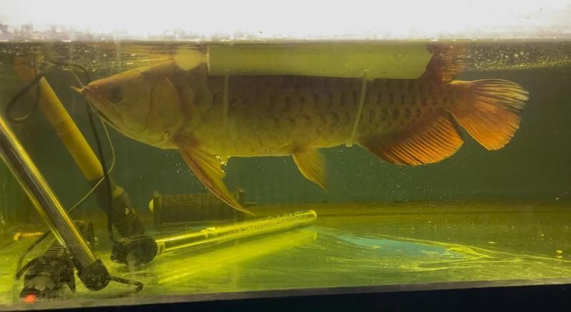 如何提高龍魚搶救成功的概率，北京海洋館龍魚翻身急救法番龍魚搶救成功率關(guān)鍵在于