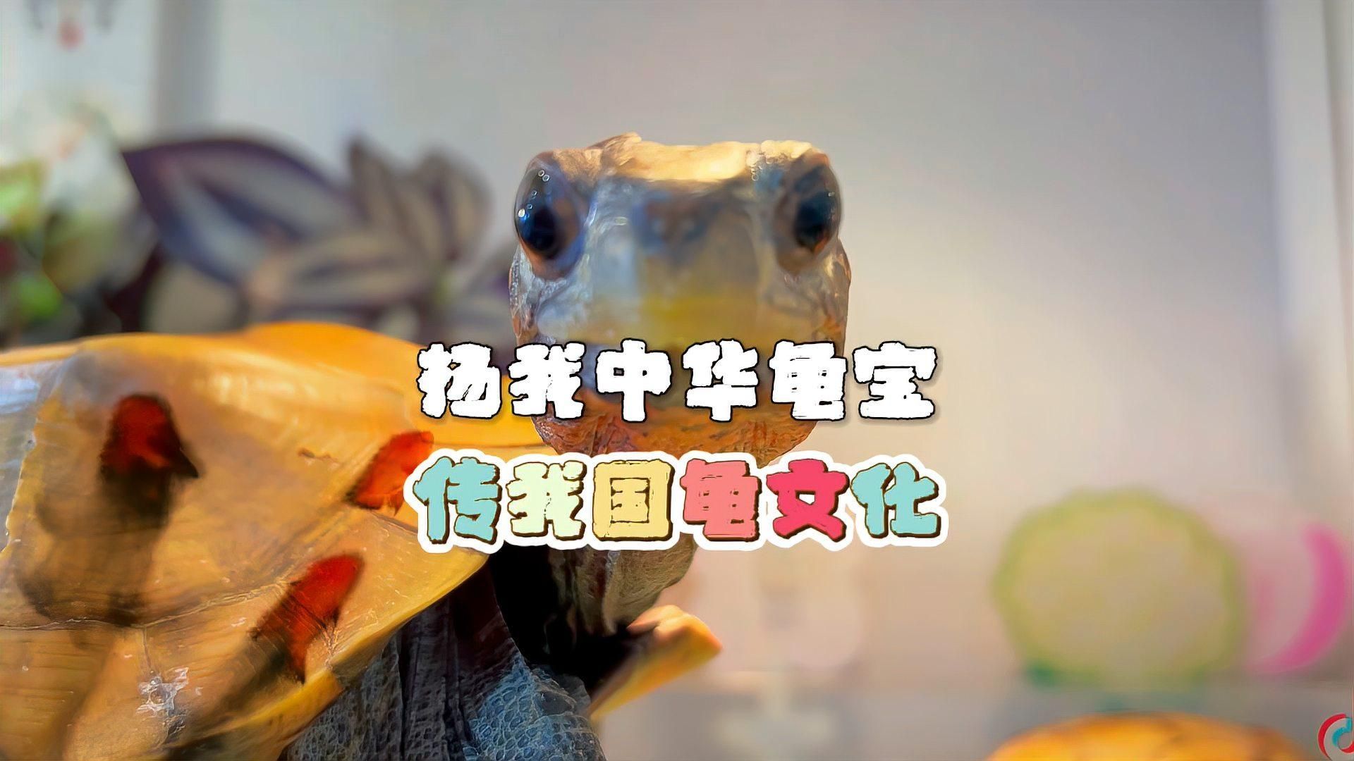 龍魚和烏龜哪個更吉利，龍魚和烏龜在中國文化中都有著獨特的寓意和象征意義 龍魚和烏龜哪個更吉利，龍魚和烏龜在中國文化中都有著獨特的寓意和象征意義 龍魚百科