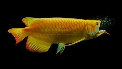 龍魚咬嘴正骨手術風險大嗎？，百度健康-找醫院龍魚“咬嘴正骨手術”風險大嗎