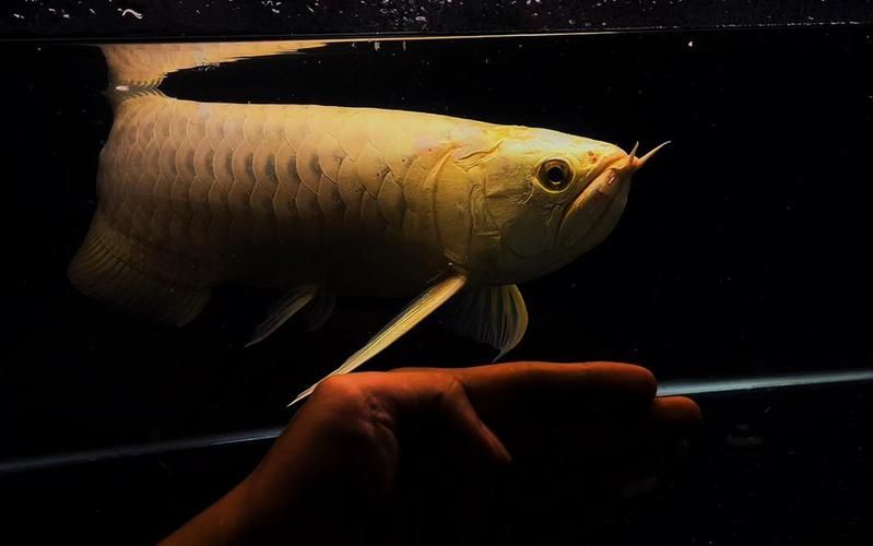 金頭金龍魚的市場價格走勢，金頭金龍魚市場價格分析