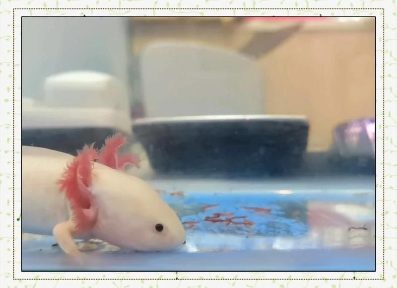 恐龍魚的價格范圍是多少，六角恐龍魚的最佳飼養方法六角恐龍魚的最佳飼養方法