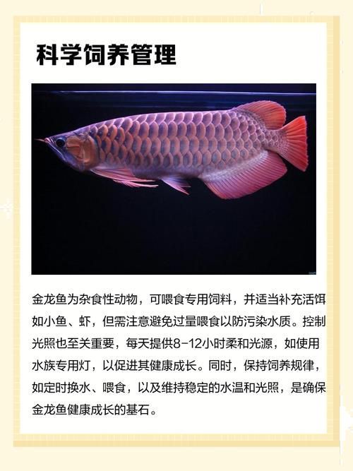 如何判斷金龍魚的品相和鱗片亮度？