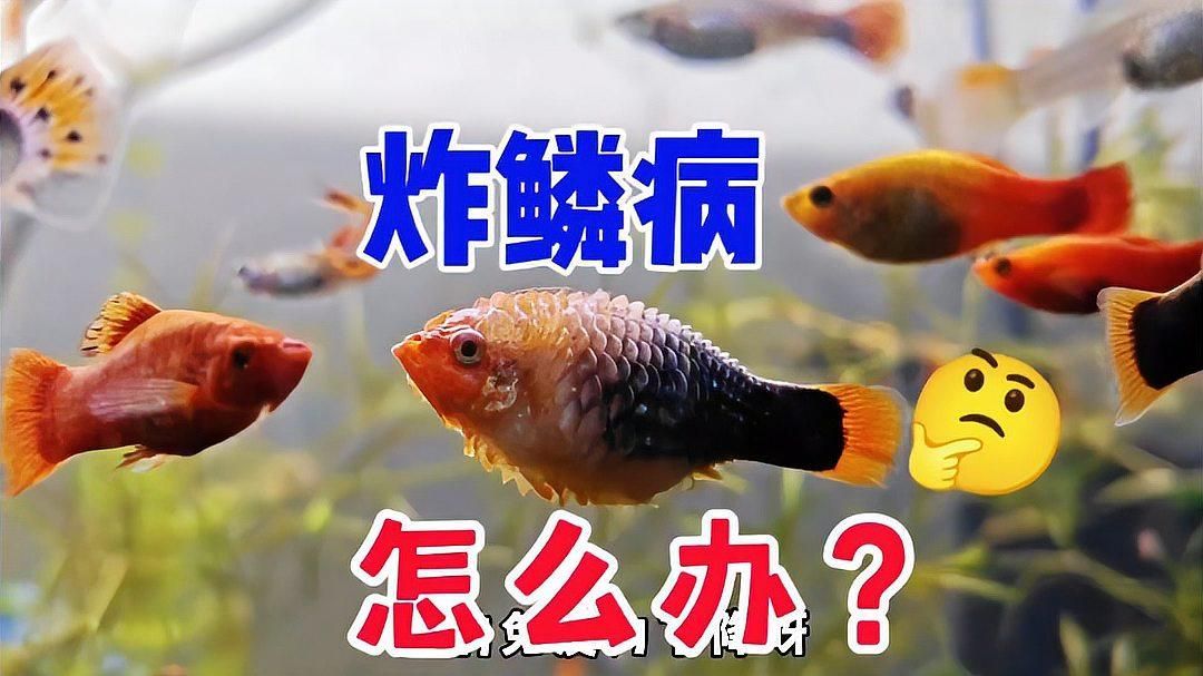 魚(yú)炸鱗了傳染嗎，整缸魚(yú)“集體發(fā)病”是環(huán)境共病，而非病原體直接傳染