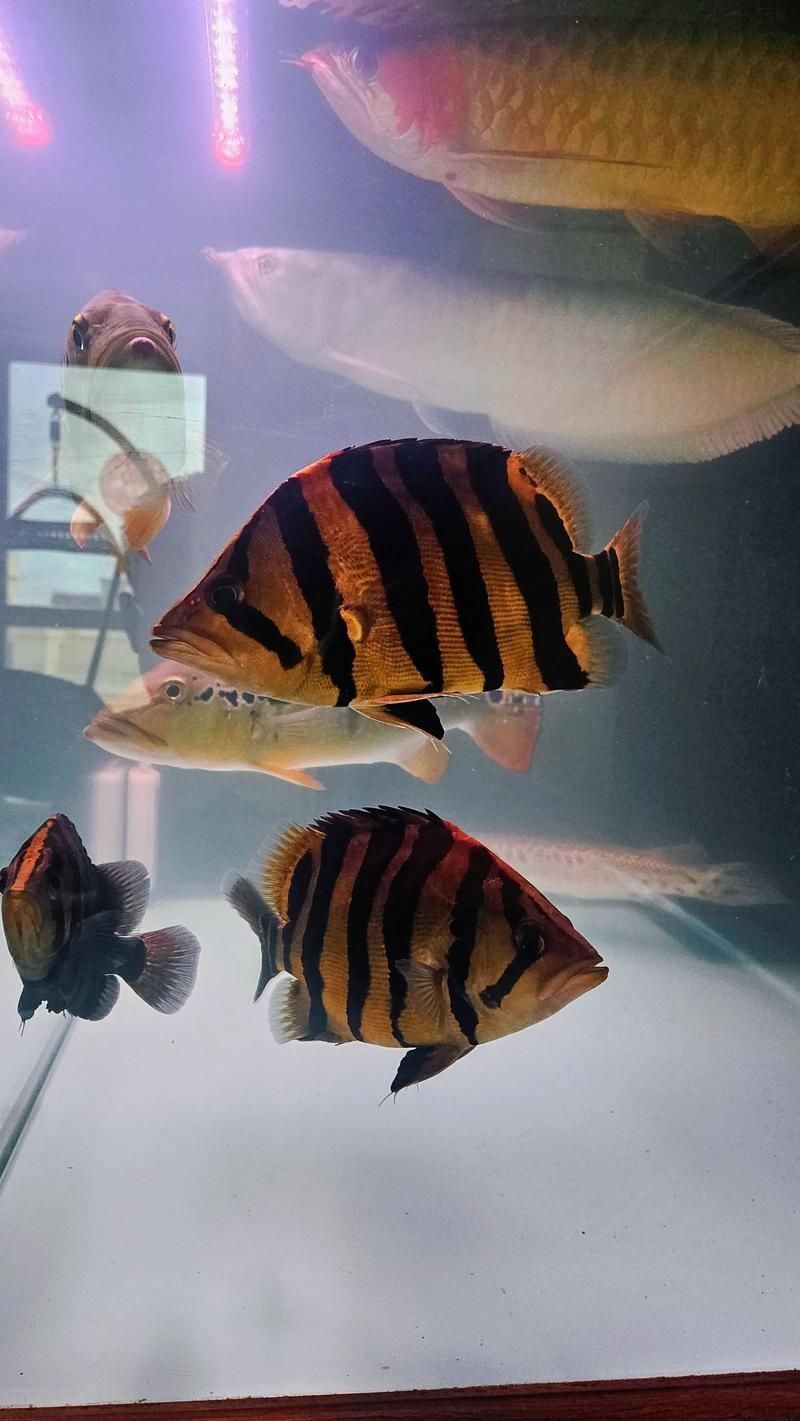 如何判斷祥龍魚場的印尼四紋虎質量，如何判斷祥龍魚場印尼四紋虎質量？ 如何判斷祥龍魚場的印尼四紋虎質量，如何判斷祥龍魚場印尼四紋虎質量？ 龍魚百科 第1張