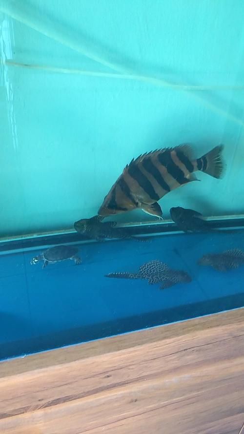 如何判斷祥龍魚場的印尼四紋虎質量，如何判斷祥龍魚場印尼四紋虎質量？ 如何判斷祥龍魚場的印尼四紋虎質量，如何判斷祥龍魚場印尼四紋虎質量？ 龍魚百科 第6張