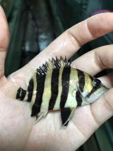 如何判斷祥龍魚場的印尼四紋虎質量，如何判斷祥龍魚場印尼四紋虎質量？ 如何判斷祥龍魚場的印尼四紋虎質量，如何判斷祥龍魚場印尼四紋虎質量？ 龍魚百科 第5張