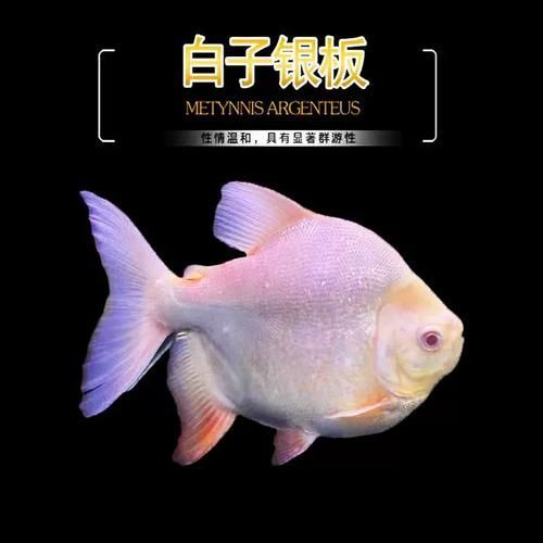白子銀板魚和龍魚的混養比例是多少？，白子銀板魚與龍魚混養