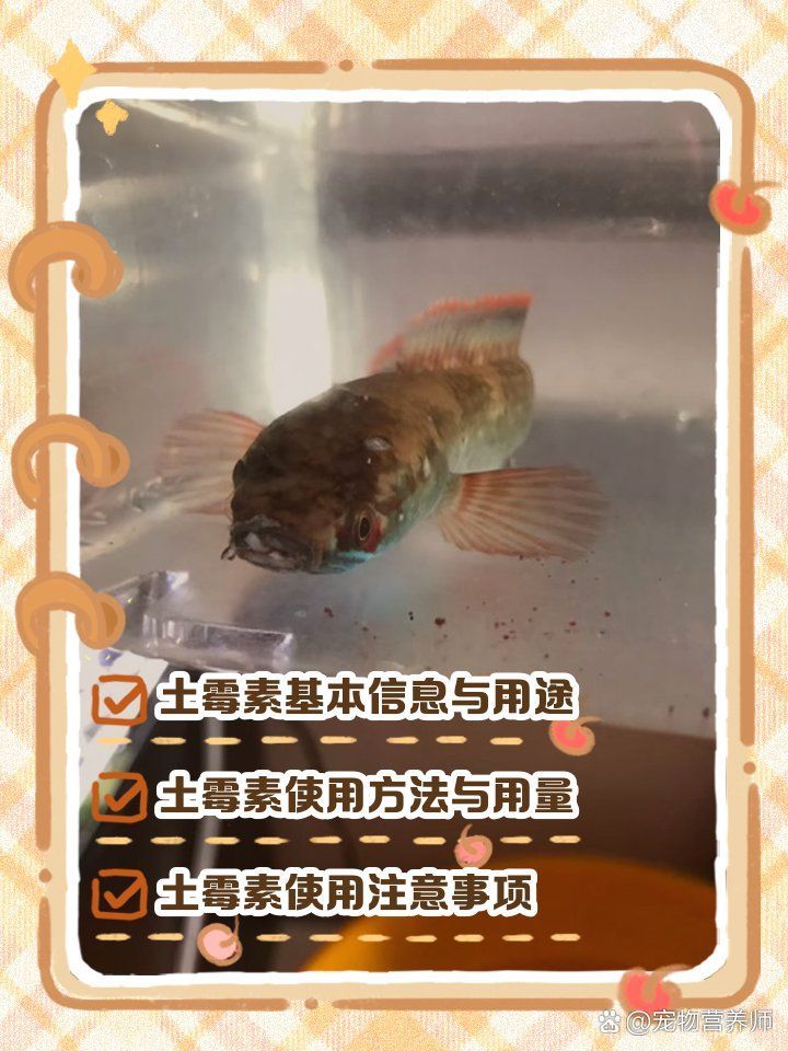 土霉素治療魚爛身爛尾的具體用法，土霉素治療魚爛身爛尾時(shí)需要遵循正確的劑量和用法