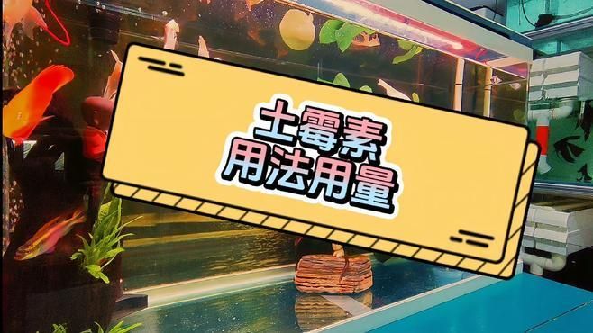 土霉素治療魚爛身爛尾的具體用法，土霉素治療魚爛身爛尾時(shí)需要遵循正確的劑量和用法