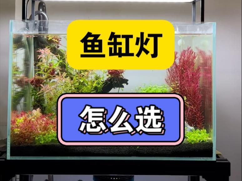 如何根據(jù)魚缸類型選擇燈光，不同類型魚缸燈光選擇方法不同類型魚缸燈光推薦 如何根據(jù)魚缸類型選擇燈光，不同類型魚缸燈光選擇方法不同類型魚缸燈光推薦 龍魚百科 第1張