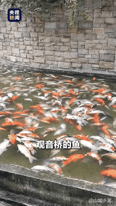 給我推薦一些高清的龍魚動態壁紙,高清龍魚動態壁紙推薦 龍魚百科 第18張 給我推薦一些高清的龍魚動態壁紙,高清龍魚動態壁紙推薦 給我推薦一些高清的龍魚動態壁紙,高清龍魚動態壁紙推薦 龍魚百科 第18張