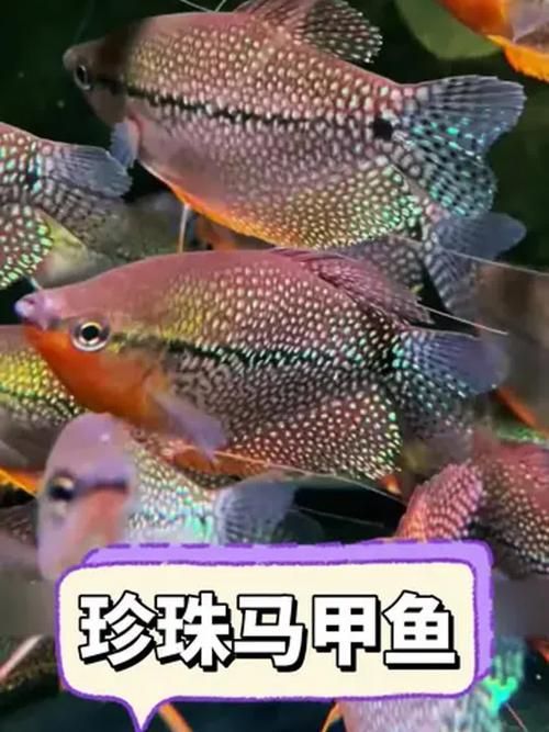 如何降低曼龍魚的攻擊性，如何降低曼龍魚攻擊性