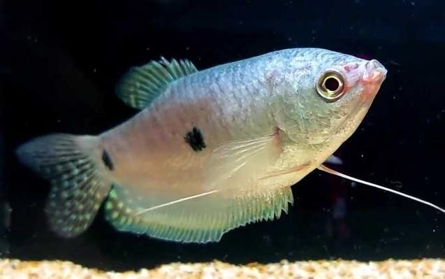 如何降低曼龍魚的攻擊性，如何降低曼龍魚攻擊性