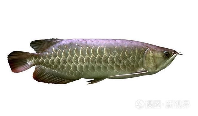 西青龍魚的市場需求如何？，西青龍魚市場需求分析