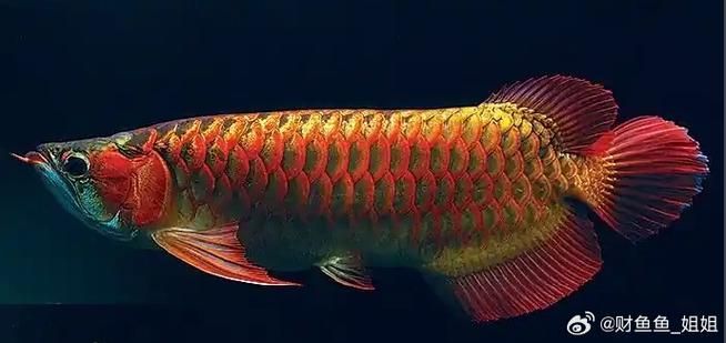 三山龍魚的市場價格是多少？，“三山龍魚”并非標(biāo)準(zhǔn)學(xué)名或廣泛認(rèn)可“三山龍魚”并非標(biāo)準(zhǔn)學(xué)名