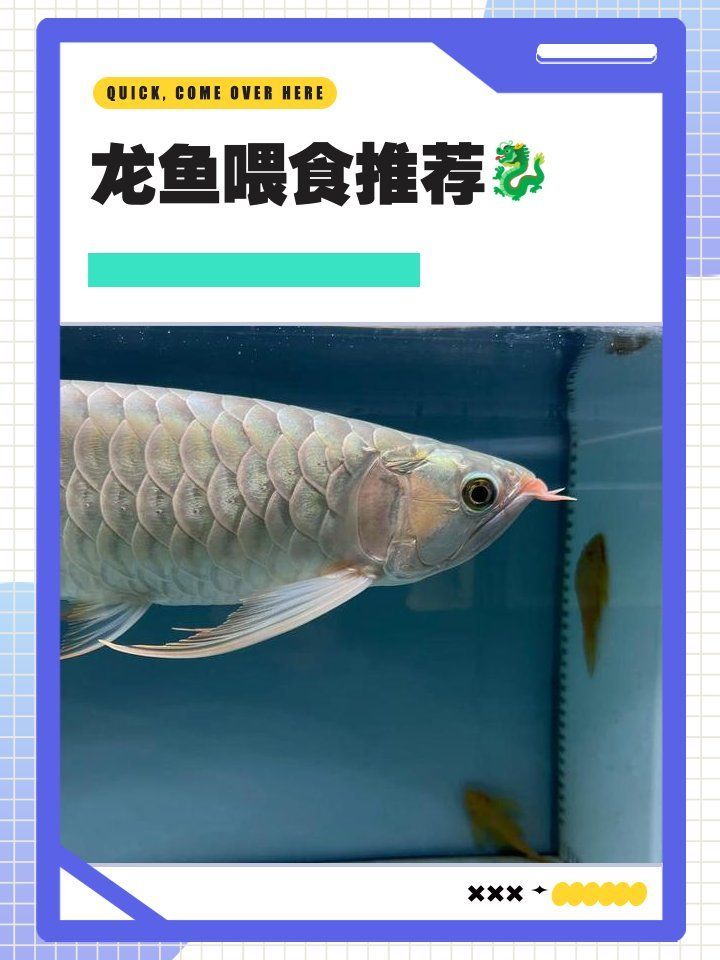 如何科學喂食龍魚零食，科學喂養龍魚零食