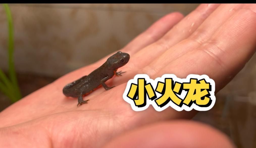 給我推薦一些小火龍魚的飼養視頻，如何飼養小火龍魚 給我推薦一些小火龍魚的飼養視頻，如何飼養小火龍魚 龍魚百科 第1張