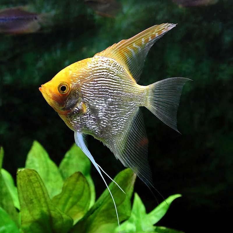 沙龍魚的繁殖方式是怎樣的？，沙龍魚的繁殖方式 沙龍魚的繁殖方式是怎樣的？，沙龍魚的繁殖方式 龍魚百科 第1張