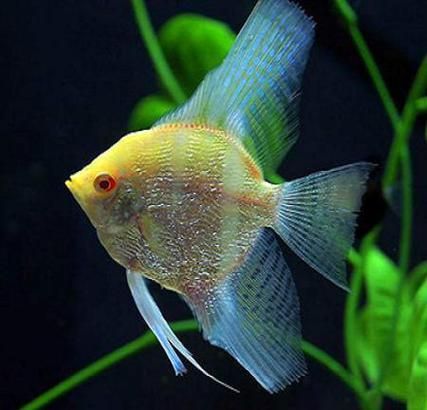 沙龍魚的繁殖方式是怎樣的？，沙龍魚的繁殖方式 沙龍魚的繁殖方式是怎樣的？，沙龍魚的繁殖方式 龍魚百科 第4張