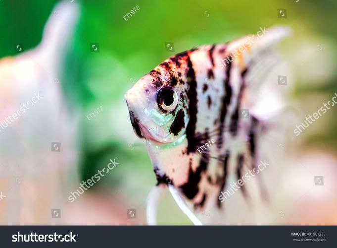 沙龍魚的繁殖方式是怎樣的？，沙龍魚的繁殖方式 沙龍魚的繁殖方式是怎樣的？，沙龍魚的繁殖方式 龍魚百科 第3張