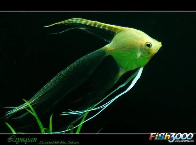 沙龍魚的繁殖方式是怎樣的？，沙龍魚的繁殖方式 沙龍魚的繁殖方式是怎樣的？，沙龍魚的繁殖方式 龍魚百科 第5張
