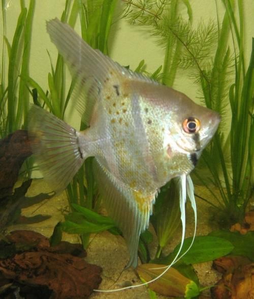 沙龍魚的繁殖方式是怎樣的？，沙龍魚的繁殖方式 沙龍魚的繁殖方式是怎樣的？，沙龍魚的繁殖方式 龍魚百科 第2張